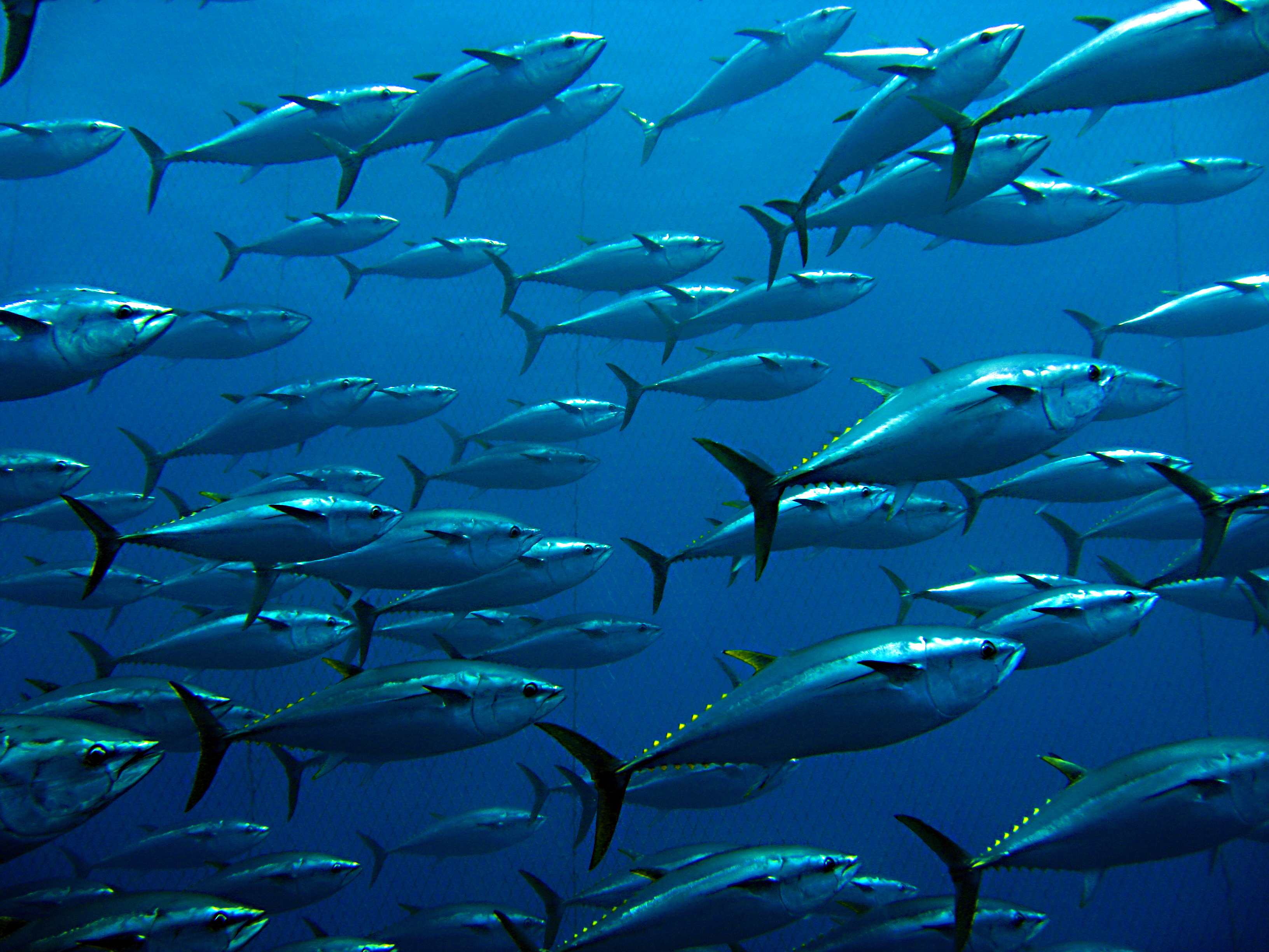 Bluefin tuna_© Ugo Montaldo_shutterstock_102948275