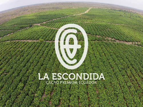 Desarrollo creativo logo agroindustria hacienda exportadora cacao agencia dogma C