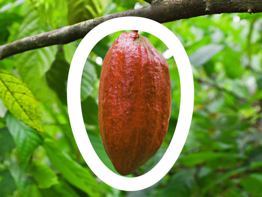 Logo cacao chocolate premium mitad del mundo latitud 0 C