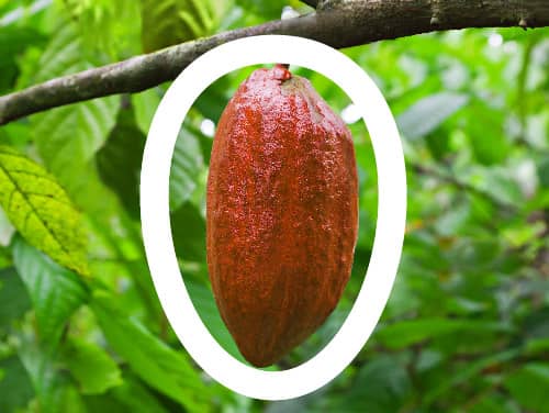 Logo cacao ecuador mitad del mundo latitud 0 C